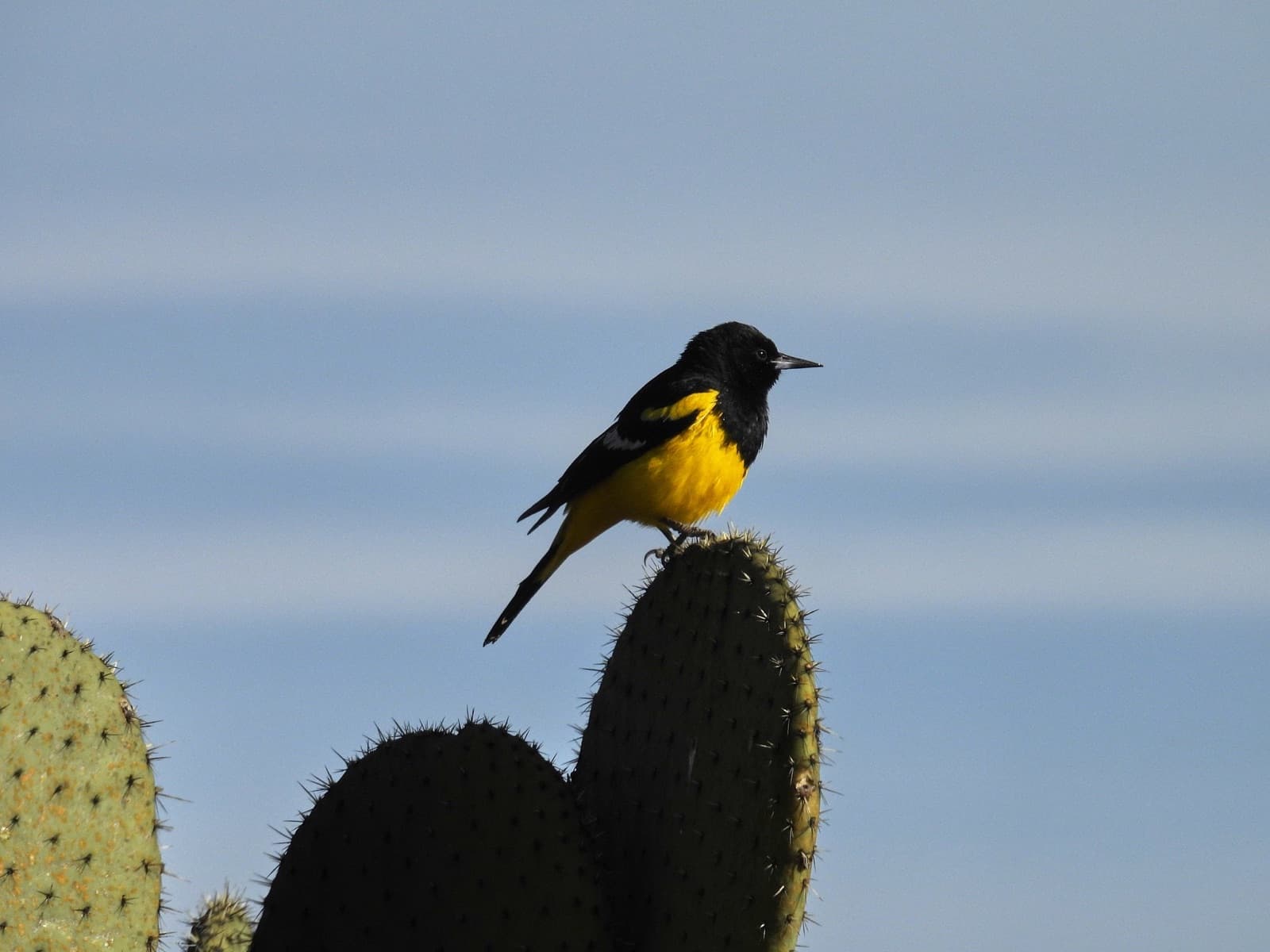 Birdwatching