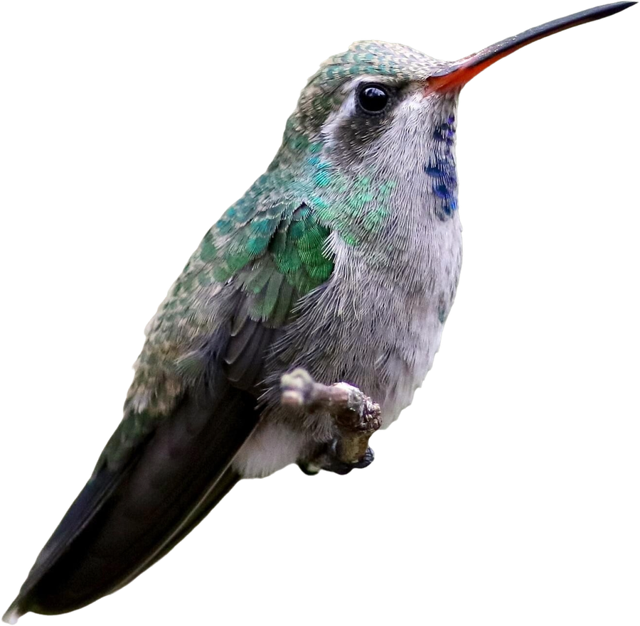 Broad-billed Hummingbird — Colibrí Pico Ancho
